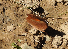 Doleschallia bisaltide australis