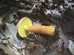 Hortiboletus campestris