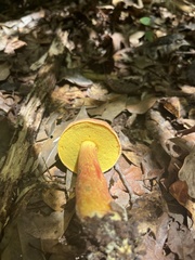 Hortiboletus campestris
