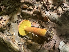 Hortiboletus campestris