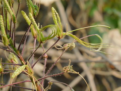 Cleome gigantea