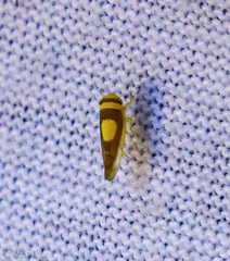 Colladonus clitellarius