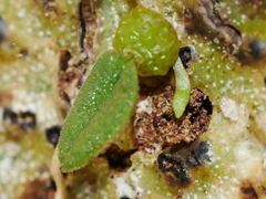 Bulbophyllum pygmaeum