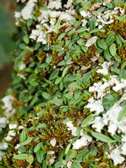 Bulbophyllum pygmaeum