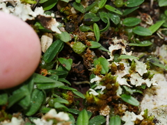 Bulbophyllum pygmaeum