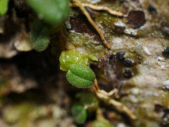 Bulbophyllum pygmaeum