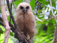 Strix virgata