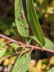 Aculus