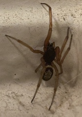 Steatoda nobilis