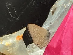 Anthene emolus goberus