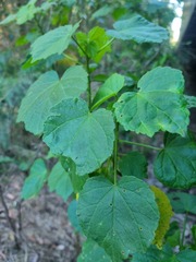 Hibiscus diversifolius