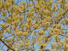 Athyana weinmanniifolia