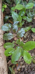 Eupomatia laurina