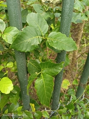 Allophylus timorensis