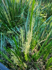 Lomandra hystrix