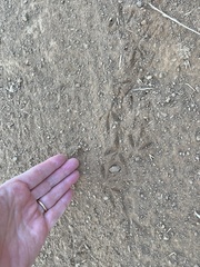 Callipepla californica