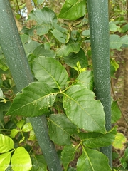 Allophylus timorensis