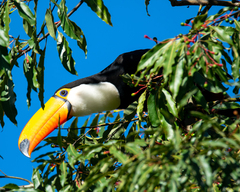 Ramphastos toco