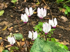 Cyclamen persicum