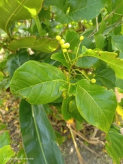 Allophylus timorensis