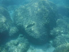 Mycteroperca rosacea