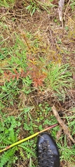 Podocarpus totara