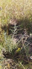 Koeberlinia spinosa