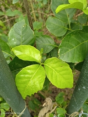 Allophylus timorensis