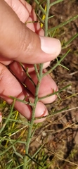 Koeberlinia spinosa