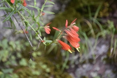 Castilleja ortegae