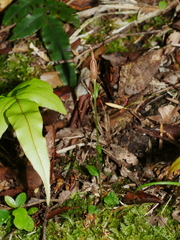 Pterostylis alobula