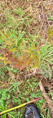 Podocarpus totara
