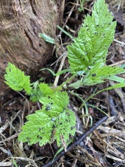 Rubus idaeus