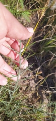 Koeberlinia spinosa