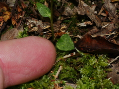 Pterostylis alobula