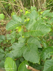 Allophylus timorensis