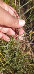Koeberlinia spinosa