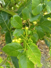 Allophylus timorensis