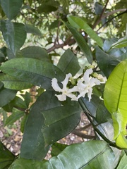 Tabernaemontana ventricosa