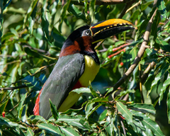 Pteroglossus castanotis