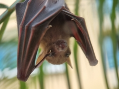 Cynopterus brachyotis