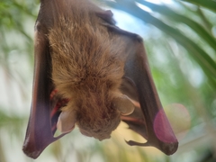 Cynopterus brachyotis