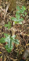 Brachychiton acerifolius