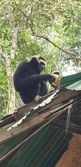 Hylobates pileatus