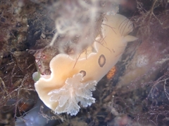 Diaulula sandiegensis