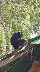 Hylobates pileatus