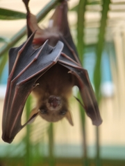 Cynopterus brachyotis