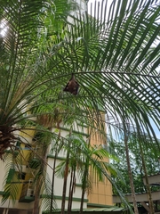 Cynopterus brachyotis