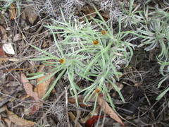 Leucochrysum albicans albicans