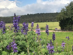 Lupinus pilosus